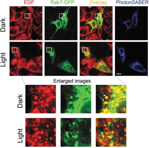 Figure 2. Light stimulation inhibits epidermal growth factor (EGF) endocytosis in HeLa cells expressing PhotonSABER.Light stimulation reduces colocalization of EGF and Rab7-green fluorescent protein (Rab7-GFP) in HeLa cells. HeLa cells expressing hemagglutinin-tagged PhotonSABER and Rab7-GFP were incubated with biotinylated EGF for 60 min. The regions marked by white squares are magnified in the bottom panels. Arrows indicate the colocalization of Rab7-GFP with EGF. The bar represents 10 μm.