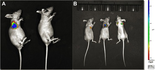 Figure S1 The fluorescence intensity of mice with different tumor loads. (A). Mouse without tumor shows no fluorescence (left) and tumor-bearing mouse has high fluorescence. (B). Fluorescence intensity is higher in larger tumor (middle) than in the smaller ones