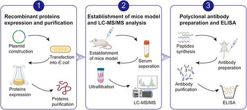 Figure 1 A schematic of the experimental design. First, recombinant MTB secreted proteins were expressed and purified. Then those proteins were intravenously injected in the tail vein of BALB/c mice and serum was separated and processed for LC-MS/MS analysis. Based on the frequency appeared in the results of LC-MS/MS and antigenicity analysis, 5 peptides from MPT64, CFP10, PstS1 and MPT32 were selected for serological analysis. Directed competitive ELISA were used for detection of those 5 peptides degraded from MTB secreted proteins in serum. ROC with 95% confidence intervals (CI) were used to analyze the diagnostic validity.