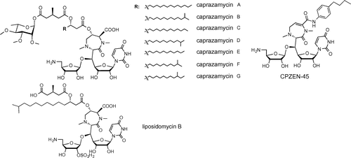 Fig. 5. Structures of CPZEN-45/caprazamycins and liposidomycin.