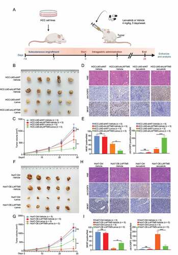 Figure 3. LAPTM5 contributed to in vivo lenvatinib resistance in HCC. (A) Workflow of in vivo drug sensitivity assay. (B and C) Knockdown of LAPTM5 inhibited HCC-LM3 growth in a lenvatinib dependent manner in nude mice. Lenva, lenvatinib. (D and E) Representative images of hematoxylin and eosin (H&E), MKI67/Ki67, cleaved CASP3 (cld-CASP3) in HCC-LM3 xenografts. Histogram compared the expression levels of MKI67 and cld-CASP3 between HCC-LM3-shNT and HCC-LM3-shLAPTM5. Scale bars: 50 µm. (F and G) Overexpression of LAPTM5 promoted Huh7 growth in a lenvatinib dependent manner in nude mice. (H and I) Representative images of H&E, MKI67, cld-CASP3 in Huh7 xenografts. Histogram compared the expression levels of MKI67 and cld-CASP3 between Huh7-Ctrl and Huh7-OE-LAPTM5. Scale bars: 50 µm. Data were presented as the means ± S.D. **, P < 0.01; ***, P < 0.001; ****, P < 0.0001; ns, not significant.