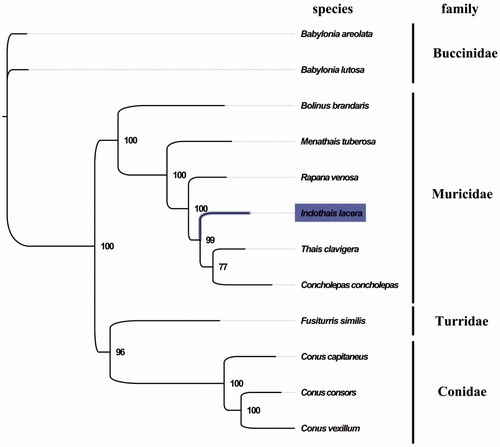 Figure 1. Phylogenetic tree of 12 species in order Neogastropoda. The complete mitogenomes is downloaded from GenBank and the phylogenic tree is constructed by maximum-likelihood method with 100 bootstrap replicates. The bootstrap values were labelled at each branch nodes. The gene's accession number for tree construction is listed as follows: Babylonia areolata (NC_023080), Babylonia lutosa (NC_028628), Bolinus brandaris (NC_013250), Menathais tuberosa (NC_031405), Rapana venosa (NC_011193), Thais clavigera (NC_010090), Concholepas concholepas (NC_017886), Fusiturris similis (NC_013242), Conus vexillum (NC_035007), Conus consors (NC_023460), and Conus capitaneus (NC_030354).