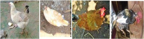 Figure 7. Plumage color of indigenous chickens of Southwestern Ethiopia (Assefa and Melesse Citation2018). Chickens of the study were sampled from three districts of the Sheka Zone (Masha, Yeki, and Andracha) of Southwestern Ethiopia. These locations are characterized by evergreen vegetation cover, elevations ranging from 1001 to 3400 m above sea level, a mean annual temperature range of 15.1–27.5 °C, and a mean annual rainfall range of 117–2200 mm. Furthermore, the mentioned districts across regions are much apart from one another; for instance, the Hula district of the Sidama region is at the Southern tip, and the Sekota district of Eastern Amhara is at the Northern tip, about 1250 km away. Thus, the observed similarity between chickens for morphometric and physical features (plumage color morphology) could be explored in depth.