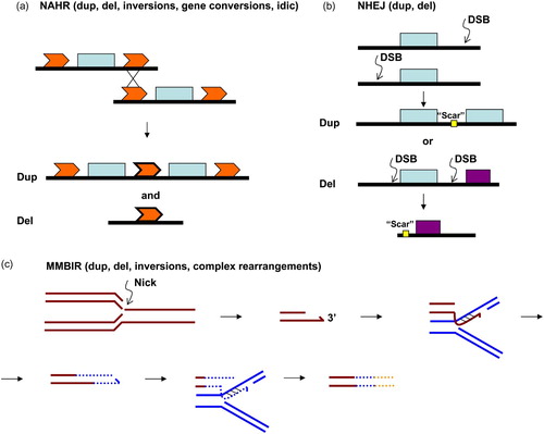 Figure 3.  Three main mechanisms that account for structural variations observed in association with human genomic disorders. (a) NAHR: non-allelic homologous recombination. This repair mechanism of double-strand breaks occurs by unequal crossing over using paralogous repeats (LCRs) as substrate rather than allelic homologous sequences. The resulting product will ultimately depend on the direction of the repeats involved as well as if the rearrangement occurs via an intrachromatidal, interchromatidal, or interchromosomal event (for an extensive review see [Stankiewicz and Lupski Citation2002]). This figure represents NAHR between two LCRs in the same orientation producing duplication (dup) and deletion (del) of the sequence between the repeats. Intrachromatid NAHR between inverted repeats will produce either inversion of the segment in between the LCRs or gene conversion; interchromatid NAHR (between sister chromatids) will produce either an isodicentric (idic) chromosome plus an acentric fragment or gene conversion [Lange et al. Citation2009]. (b) Non-homologous end joining (NHEJ) repair mechanism is used by eukaryotic cells to repair double-strand breaks. The NHEJ process includes detection of DSBs, molecular bridging of both broken DNA ends; modification of the ends to make them compatible and ligatable, and the final ligation step. If this latter step is not accurate it leaves an ‘information scar’ at the rejoining site as the pre-rejoining editing of the ends includes cleavage or addition of nucleotides [Gu et al. Citation2008; Hastings et al. Citation2009b]. Two rearrangements can be produced by NHEJ after two DSB events: an intrachromosomal deletion and an interchromosomal duplication. (c) Microhomology-mediated break-induced replication (MMBIR): the replication fork collapses because the fork encounters a nick on a template strand. The 5′ end of the broken molecule is recessed from the break, exposing a 3′ tail that may anneal to any single-strand DNA that shares microhomology resuming the replication by priming on another template (a nearby fork might provide the necessary ssDNA). The initial polymerase extension and replication is performed by a low processivity polymerase which may allow multiple rounds, or iterations, of disengagement and template switching until a fully processive replication is established to the end of the chromosome or replicon. As a result, complexities at the breakpoint junctions are predicted as well as rearrangements such as deletions, duplications, inversions, or chromosomal translocations depending on the genomic localization of the reinitiating fork. Absence of heterozygosity downstream of the event is predicted if the switching event occurred between homologous chromosomes rather than between sister chromatids [Hastings et al. Citation2009b].