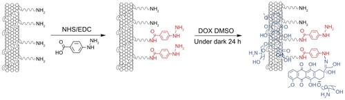 Figure 1 Schematic illustration of the SWNT-HBA-DOX. The DOX (blue color) was attached to SWNT through hydrazone linkage (red color) and supramolecular interaction, respectively.Abbreviations: DMSO, dimethyl sulfoxide; DOX, doxorubicin; EDC, (N-(3-dimethylaminopropyl)-3-ethylcarbodiimide hydrochloride; HBA, hydrazinobenzoic acid; NHS, N-hydroxy succinimide; SWNT, single-walled carbon nanotube.