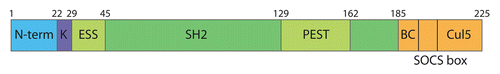 Figure 1. SOCS3 protein domain structure. SOCS3 can be divided into three domains: the N-terminal domain (N-term, residues 1–29), containing the kinase inhibitory region (K, KIR), the Src homology 2 (SH2) domain (residues 30–185, containing an N-terminal extension helix [ESS] and an interpolated PEST sequence), and the SOCS box (residues 186–225, containing a BC box and a Cul5 box).Citation9,Citation28