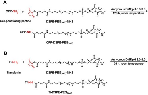 Figure 2 Synthesis scheme of (A) CPP-DSPE2000-PEG and (B) Tf-DSPE-PEG2000.Abbreviations: CPP, cell-penetrating peptide; DSPE-PEG2000, 1,2-distearoyl-sn-glycero-3-phosphoethanolamine-N-[amino(polyethylene glycol)-2000]; NHS, N-hydroxysuccinimide; Tf, transferrin.