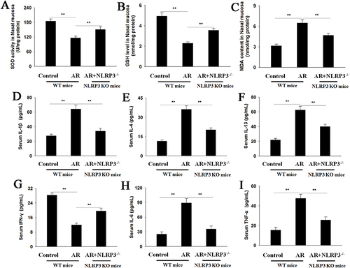 Figure 2 NLRP3 KO inhibits oxidative stress and inflammation in OVA-induced AR mice. The changes of SOD activity (A), GSH level (B), and MDA content (C) were determined in nasal mucosa. (D–I) ELISA assays for serum IL-1β, IL-4, IL-13, IFN-γ, IL-6, and TNF-α. Data are presented as mean ± SEM (n=8 per group). **P<0.01.