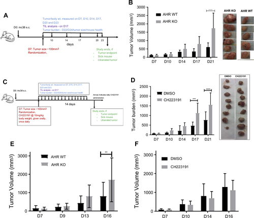 Figure 1 (A) Schematic of tumor study. (B) MC38 tumor burden was increased in ahr deficient mice (KO) in comparison to ahr wild-type (WT) C57BL/6 mice. Tumor pictures were obtained at day 21. (C) Schematic of tumor study with CH223191 administration. (D) Pharmacologic blockade of AHR by CH223191 increased MC38 tumor burden in C57BL/6 mice. Tumor pictures were obtained at day 21. (E) B16F10 tumor burden was increased in ahr deficient (KO) mice in comparison to the wild-type (WT) C57BL/6 mice. (F) B16F10 tumor burden in C57BL/6 mice in the presence of CH223191 did not result in any significant changes in tumor volume. Error bars represent means±SD, n=5–7 (A); n=7–10 (D); n=10–11 (E); n=10–12 (F); **p<0.005; ***p<0.0005; ****p<0.0001. Abbreviations: wt, weight; D, day; TIL, tumor-infiltrating lymphocytes; s.c., subcutaneous. 