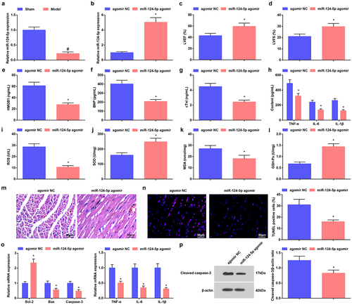 Figure 2. Raised miR-124-5p ameliorates sepsis in mice. a/b. miR-124-5p expression in myocardial tissues of septic mice after up-regulating miR-124-5p; c. LVEF value in mice with sepsis after up-regulating miR-124-5p; d. LVFS value of mice with sepsis after up-regulating miR-124-5p; e. Serum HMGB1 level of mice with sepsis after up-regulating miR-124-5p; f. Serum BNP level of mice with sepsis after up-regulating miR-124-5p; g. Serum cTnI level of mice with sepsis after up-regulating miR-124-5p; h. Serum TNF-α, IL-6 and IL-1β levels of mice with sepsis after up-regulating miR-124-5p; I. Serum ROS level of mice with sepsis after up-regulating miR-124-5p; j. SOD activity in myocardial tissues of mice with sepsis after up-regulating miR-124-5p; k. MDA content in myocardial tissues of mice with sepsis after up-regulating miR-124-5p; l. GSH-Px in myocardial tissues of mice with sepsis after up-regulating miR-124-5p; m. HE staining of myocardial tissues of mice with sepsis after up-regulating miR-124-5p; n. TUNEL staining of myocardial tissues of mice with sepsis after up-regulating miR-124-5p; o. TNF-α, IL-6, IL-1β, Bcl-2, Bax and Caspase-3 mRNA expression levels in myocardial tissues of mice with sepsis after up-regulating miR-124-5p; p. cleaved Caspase-3 protein level in myocardial tissues of mice with sepsis after up-regulating miR-124-5p. The data were all measurement data, and represented by the mean ± standard deviation; # P < 0.05 vs. the sham group; * P < 0.05 vs. the agomir NC group.