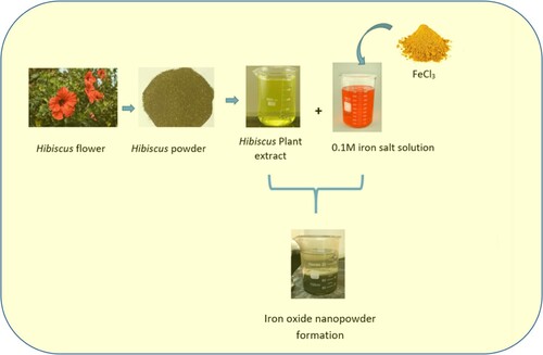 Figure 1. Different steps of iron oxide nanoparticles preparation.