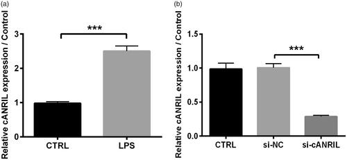 Figure 1. LPS elicited the cANRIL expression in HK-2 cells. (A) HK-2 cells were exposed in LPS (2 μg/mL) environment for 6 hours. After treating with LPS or not, the expression of cANRIL in HK-2 cells was detected by RT-qPCR. (B) After si-cANRIL transfection, the transfection efficiency was detected by using RT-qPCR. GAPDH was utilized as an internal reference. N = 3. Results were expressed as mean ± SD. ***p < .001.