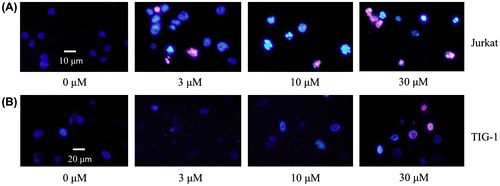 Fig. 3. Effects of PFG on apoptosis of tumor cell lines.