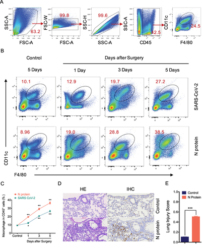 Figure 4 N protein induced systemic inflammation and macrophage accumulation in the lung. (A) Representative flow cytometry plots and gating strategy of lung macrophages. Macrophage was defined as CD45+F4/80+CD11c+ cells. The lung single suspension cells were gated, and F4/80+CD11c+ cells were selected in CD45+ cells. (B) Representative flow cytometry plots showing the percentages of macrophages in the lung of mice after N protein or PBS treatment for 1, 3 and 5 days. (C) Line graph showing lung macrophages frequency of CD45+ cells at time points up to 5 days after treatments. (D) Lung sections were stained with H&E for lung injury analysis and immunohistochemistry (IHC) stained macrophage with F4/80 were visualized at ×200 magnification. (E) Lung injury score were quantified in the N protein or control group. Data are expressed as mean ± SEM; n=3-6. NS=not significance, *P<0.05, **P< 0.01, ***P< 0.001.