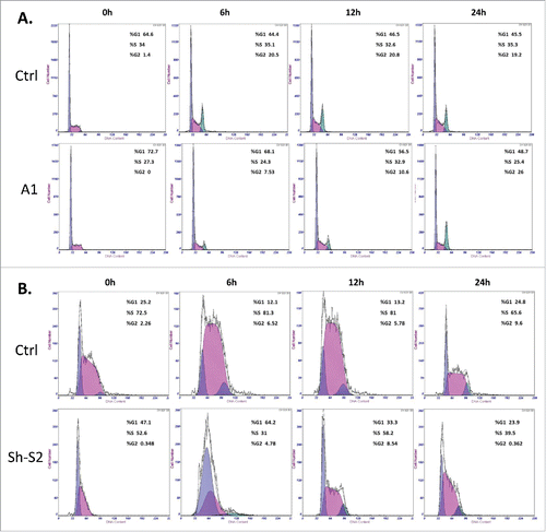 Figure 3. Effect of GRHL2 suppression on cell cycle control in EOC cells. (A) Effect of GRHL2 suppression on cell cycle control in A2780s cells. Cell-cycle profile was examined by flow cytometry and percentages of cells in G0/G1, S, and G2/M phase in the GRHL2 KO clone A1 were compared with the mock-transfected control (Ctrl) clone. Propidium iodide staining shows an increased fraction of cells in the G1-phase and a decrease of cells in the S-phase at 0 h, and especially at 6 and 12 h post hydroxyurea removal in the A1 clone, when compared with the control clone (Ctrl). (B) Effect of GRHL2 suppression on cell cycle control in SKOV3 cells. Cell-cycle profiles were examined by flow cytometry and percentages of cells in G0/G1, S, and G2/M phase in the shRNA-GRHL2 clone 2 (sh-S2) were compared with the mock-transfected control (Ctrl) clone. Propidium iodide staining shows a significantly increased fraction of cells in the G1-phase and a strong decrease of cells in the S-phase at 0, 6 and 12 h post hydroxyurea removal in the sh-S2 clone, when compared with the control clone (Ctrl).