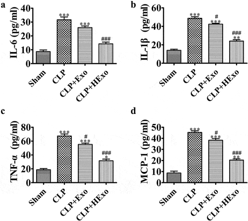 Figure 3. ADSC-exosome treatment decreases inflammatory factor expression in CLP-induced sepsis. (a-d) ELISA detection of the expression of IL-6, IL-1β, TNF-α and MCP-1 in plasma. *p < 0.05, **p < 0.01, ***p < 0.001 vs sham. #p < 0.05, ###p < 0.001 vs CLP-PBS.