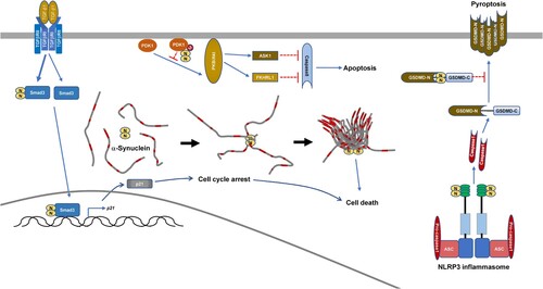 Figure 3. Modulation of cell death by SARS-CoV-2 N-protein.