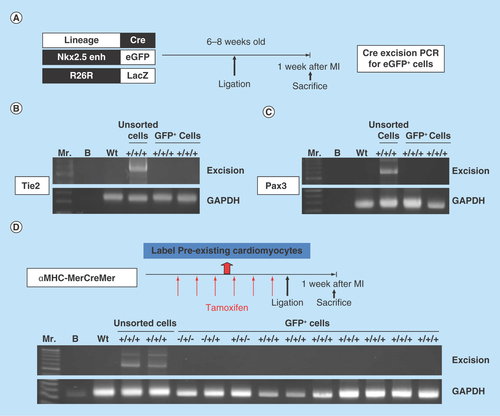 Figure 5.  Lineage tracing of the postnatal Nkx2.5 cardiac progenitor cells.(A) The strategy used to analyze the developmental origin of activated postnatal Nkx2.5 cardiac progenitor cells by excision PCR on sorted Nkx2.5 enh-eGFP+ cells from the hearts of different lineage-Cre/Nkx2.5 enh-eGFP/R26R-LacZ mice. (B) Excision PCR of the activated Nkx2.5 enh-eGFPpositive cells from the hearts of endothelial cell lineage, Tie2-Cre/Nkx2.5-eGFP/R26R-LacZ mice. The positive control was the DNA from the unsorted cells of triple transgenic mouse heart. The negative excision bands of the sorted eGFP+ cells confirmed that the activated Nkx2.5 enh-eGFPpositive cells following MI did not originate from the endothelial cells. (C) Excision PCR of the activated Nkx2.5 enh-eGFPpositive cells from the hearts of cardiac neural crest cell lineage, Pax3-Cre/Nkx2.5-eGFP/R26R-LacZ mice. The result showed that the activated Nkx2.5 enh-eGFPpositive cells did not derive from the cardiac neural crest cells. (D) Excision PCR of the activated Nkx2.5 enh-eGFPpositive cells from the hearts of cardiomyocyte lineage, αMHC-MerCreMer/Nkx2.5 enh-eGFP/R26R-LacZ mice. Pre-existing cardiomyocytes were labeled with 4-OH tamoxifen prior to MI. The results showed that the activated Nkx2.5 enh-eGFPpositive cells following MI did not originate from the pre-existing cardiomyocytes.