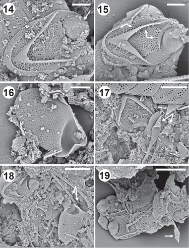 Figs 14–19. Scale and bristle remains of Mallomonas intermedia from the middle Eocene Horsefly locality, British Columbia, Canada. Figs 14, 15. Domed body scales depicting the tripartite nature of the scale and the single prominent transverse rib on the shield just behind the dome. Ribs (arrow) can be seen on the scale in Fig. 14. The short ribs that often originate from the shield-side of transverse rib, along both sides of the V-rib and under the posterior rim are depicted with arrows on Fig. 15. Fig. 16. Undersurface of a domed scale showing the pattern of base plate pores. Note that the pores align in transverse rows on the distal portion of the shield, but are less organized along the proximal end. Fig. 17. Remains of a body scale and the lance tips of two bristles (arrows). Figs 18, 19. Groups of scales and bristles. The serration along the shaft of the longer lance bristles is depicted by the set of arrows in (Fig. 18) and a lance apex is illustrated by the arrow in Fig. 19. Scale bars = 1 µm (Figs 14–16), 2 µm (Fig. 17), 3 µm (Fig. 18) and 4 µm (Fig. 19).