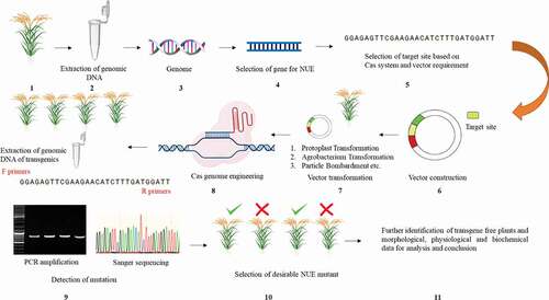 Figure 3. The basic flow chart of genome editing scheme for rice NUE improvement. (1) Selection of desirable germplasm. (2) The extraction of genomic DNA from selected germplasm. (3) Primarily analysis of genome through bioinformatics techniques to identify genes controlling NUE. (4) Selection of gene/genes of interest identified through bioinformatics analysis, available literature/online database. (5) Selection of target site based on GETs and availability/selection of vector. (6) Construction of vector holding gene of interest/target site. (7) Vector transformation through different transformation techniques (protoplast, agrobacterium transformation, and particle bombardment etc. (8) Utilization of Cas genome engineering machinery for targeted modification and extraction of genomic DNA from transgenic plants for mutation identification analysis. (9) The utilization of designed primers for PCR amplification of the target gene site to get Sanger sequencing results. (10) Screening of transgenic mutant plants based on Sanger sequencing results (type of mutation) and phenotypic changes. (11) Selection of transgene-free mutant plants for further collection of (morphological, physiological and biochemical) phenotypic data and interpretation of results.