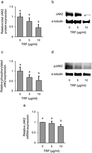 Figure 9. Effect of 0–10 µg/mL TRF treatment on JAK2 expression and activation in MG-63 cells after treatment for 24 h.Relative total JAK2 protein expression was analyzed by western blotting and normalized to α-Tubulin (a). One representative western blot is shown (b). Phosphorylated protein expression was also analyzed by western blotting (c, d). Relative JAK mRNA expression after treatment for 12 h was analyzed by real-time qRT-PCR and normalized to RPL32 (e). Data are mean ± SD, n = 4. Bars with different letters differ significantly by Tukey-Kramer’s test (p < 0.05).