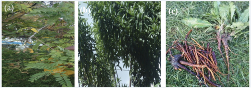 Figure 2. Medicinal plants traditionally used to treat diarrheal and different diseases in Goba district, Oromia Regional State, south eastern Ethiopia; (a) Calpurina aurea leaves and roots (a); V. amygdalina leaves (b) Rumex nepalensis roots (c).