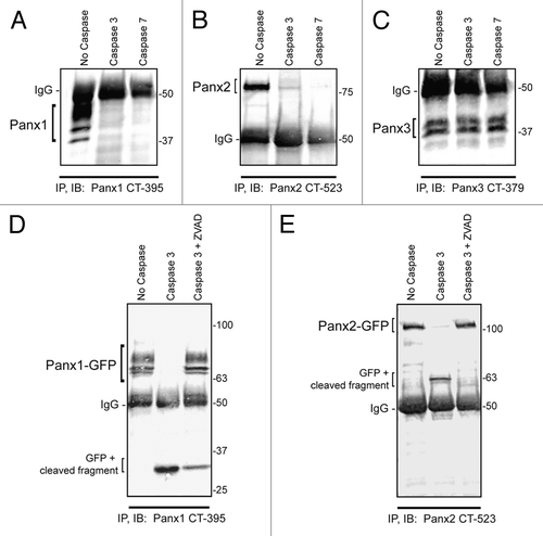 Figure 2. Panx1 and Panx2 are substrates for caspase cleavage. In vitro caspase 3 and caspase 7 cleavage of Panx1, -2, and -3, ectopically expressed in HEK-293T cells. Panx-CT antibodies were used for pull down (IP) of all 3 pannexins, treated with: buffer only, exogenous caspase 3 or 7 (500 nM), or both caspase 3 (500 nM) and the pan-caspase inhibitor Z-VAD-OMe-FMK (50 µM). After immunoblotting (IB) with Panx-CT antibodies, the absence of protein bands indicated caspase cleavage of Panx1 (A) and Panx2 (B) as compared with controls. The presence of Panx3 protein bands despite the addition of activated exogenous caspase suggested that Panx3 is not a substrate for caspase-dependent cleavage in vitro. The IgG (50 kDa) antibody heavy chain is found in all 3 blots as expected. Cleaved protein bands detected at ~32 kDa for Panx1-GFP (D) and ~63 kDa for Panx2-GFP (E) suggested that the caspase cleavage sites are located in the C-terminal domains of both proteins. Cleavage is inhibited in the presence of the pan-caspase inhibitor Z-VAD. Protein sizes are noted in kDa.