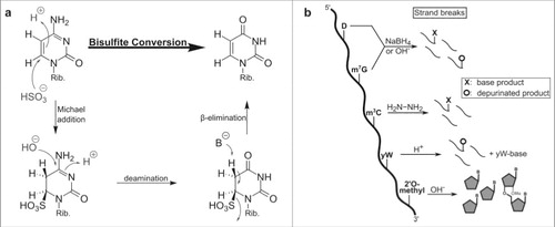 Figure 3. Conversion of different modified nucleobases and reagents. (a) Mechanism of cytosine to uracil conversion by bisulfite treatment. 5-methylated cytosine (m5C) does not react with bisulfite, due to its lower electrophilicity, and thus is not converted to uracil. (b) Strand break analysis reveals the presence of modified nucleosides after treatment with various reagents. These reactions with modified bases lead to e.g. depurination which results in strand breaks after anilin treatment. In contrast, 2′O-methylated ribose is protected from alkaline induced cleavage which allows detection of the methylated site.