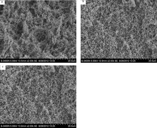 Figure 4  Observed microstructural features of the acidified gels prepared from soybean protein isolate (SPI) (a) and two cross-linked SPIs by one- and two-step treatment (MSPI-1 and MSPI-2) (b and c), respectively. The used magnification of the scanning electron microscope was 2000.