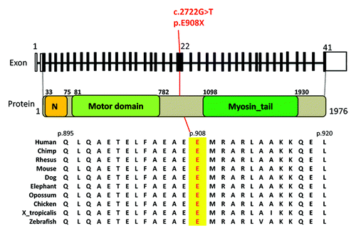 Figure 1. Schematic of the de novo nonsense heterozygous mutation (c.2722G>T, p.E908X) in exon 22 of MY10 (uc002gll.3). Top: 41 exons of MY10 gene with black bars represent coding exons. The c.2722G>T mutation is indicated Middle: MY10 protein showing the N terminal SH3-like domain, motor domain, and myosin tail. Bottom: Cross species amino acid alignment of a portion of MY10 indicating the glutamate 908 mutated position.