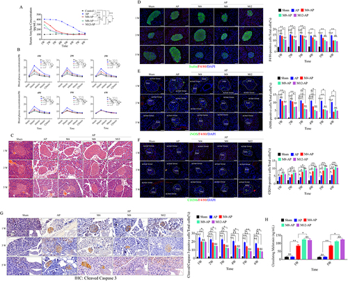 Figure 1 Abnormal glucose metabolism, β cell apoptosis, M1 macrophage recruitment, and melatonin administration in AP mice. (A) Measurement of serum amylase in AP mice after treatment with various doses of melatonin. Sera were collected at the various time points listed on the x-axis and serum amylase was measured using an ELISA. (B) Improvement of abnormal glucose metabolism in AP mice by various doses of melatonin. (C) Representative images of histopathological examination of the pancreas in AP mice after various treatments at the various time points. (Scale bar=100 μm) (D) Representative immunofluorescence images of insulin and F4/80-positive cells in the pancreas of variously treated AP mice (left), and quantification of F4/80-positive cells in pancreatic tissue at the various time points after different treatments of AP mice (right). (Scale bar=100 μm) (E and F). Representative immunofluorescence images of iNOS and CD206-positive cells in the pancreas of variously treated AP mice (left), and quantification of iNOS and CD206-positive cells in pancreatic tissue at the various time points after different treatments of AP mice (right). (Scale bar=100 μm) (G) Representative immunohistochemical images of cleaved caspase 3-positive cells in the pancreatic tissue of variously treated AP mice (left), and quantification of cleaved caspase 3-positive cells in pancreatic tissue (right). (Scale bar=50 μm) (H) Quantification of circulating melatonin after melatonin administration at various concentrations. M4 (4 mg/kg/day), M8 (8 mg/kg/day), and M12 (12 mg/kg/day), (n=5). *P < 0.05, **P < 0.01, ***P < 0.001.