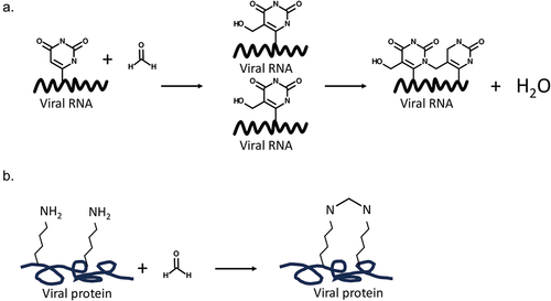 Figure 1. Reaction mechanism of formaldehyde with influenza viral RNA and proteins.