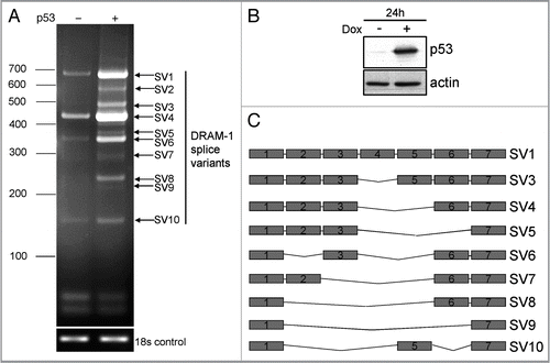 Figure 1 DRAM-1 splice variants are induced by p53. (A) Tet-on p53 Saos-2 cells were treated with 1 µg/ml of doxycycline for 24 h. RNA was then harvested and analyzed on a 3% agarose gel. (B) p53 induction upon doxycycline treatment was verified by western blotting. (C) Schematic representation of splice variants from (A) which harbor different internal exon deletions. Images shown are representative of what was observed in at least three separate experiments.