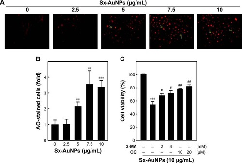 Figure 10 Induction of autophagy in C666-1 cells by Sx-AuNPs treatment.Notes: (A) Cells were treated with various concentrations of Sx-AuNPs (0–10 µg/mL) for 24 hours. Cells were stained with AO for AVO observation in untreated or Sx-AuNPs-treated cells. (B) The cells were visualized under a red filter fluorescence microscope. The fold cells developed AVOs. (C) Cells were pretreated with autophagy inhibitors (3-MA, 2/4 mM and CQ, 10/20 µM) for 1 hour followed by incubation with or without Sx-AuNPs (10 µg/mL) for 24 hours. Cell viability was analyzed by the MTT assay. Values are expressed as mean ± SD (n=3). Values were considered significant at **P<0.01 and ***P<0.001 compared with untreated control cells, and #P<0.05 and ##P<0.01 compared with Sx-AuNPs-treated cells.Abbreviations: 3-MA, 3-methyladenine; AO, acridine orange; AuNP, gold nanoparticle; AVO, acidic vesicular organelle; CQ, chloroquine; Sx, Solanum xanthocarpum.