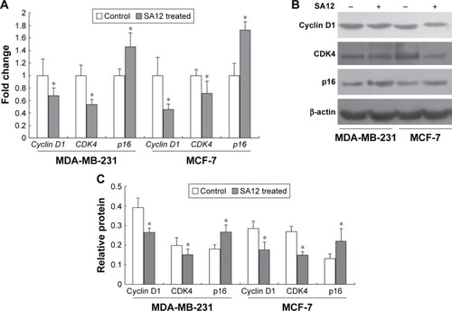 Figure 4 The gene and protein expression levels of cell cycle-related genes cyclin D1, CDK4, and p16 were changed after treatment with SA12.
