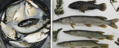 Figure 5. Left: Fishes caught by Russian fishery biologists documenting the first case of the alien species Amur Sleeper Perccottus glenii in Tsimljansky Reservoir (on the River Don in the Volgograd region). The Amur Sleeper is the dark predator in the center of the pail. The three fish immediately above are Gibel Carp Carassius auratus, another alien species; the curved fish immediately below is Northern Pike Esox lucius, a native predator, while the three fish with red eyes below the Pike are Roach Rutilus rutilus; Right: Amur Sleeper (top) with Northern Pike (3 individuals below) along with aquatic vegetation at site of capture. Photo credits: Dmitry A. Vekhov.