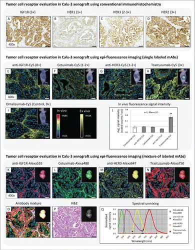 Figure 2. (A-D) Tumor cell receptor evaluation in Calu-3 xenograft using immunohistochemistry. All IHC staining protocols are available in Supplementary Methods. (E-J) Tumor cell receptor evaluation in Calu-3 xenograft using in vivo and ex vivo fluorescence imaging of single labeled therapeutic mAbs. Diagram illustrates in vivo fluorescence signal intensities in Calu-3 tumors 24h after i.v. injection. Animals per group: n = 5. Values are given as mean ± s.d.. ** P < 0.01, t-test. (K-Q) Tumor cell receptor evaluation in Calu-3 xenograft using a mixture of therapeutic mAbs labeled with different fluorophores. Diagram illustrates spectral library for unmixing the different Alexa fluorophores. Magnification of the tissue slices: x400. Scale bar: 50 µm.
