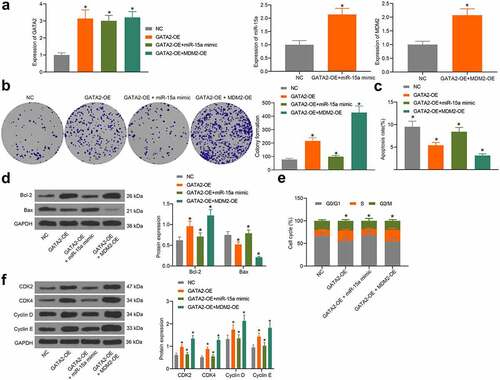 Figure 8. miR-15a promotes apoptosis and cell cycle arrests of OS cells. a, transfection efficiency of GATA2-OE, miR-15a mimic and MDM2-OE in MG-63 cells evaluated by RT-qPCR (*p < 0.05, one-way ANOVA); b, proliferation of cells determined by the colony formation assay (*p < 0.05, one-way ANOVA); c, apoptosis of MG-63 and U2-OS cells determined by flow cytometry (*p < 0.05, one-way ANOVA); d, protein levels of Bcl-2 and Bax in cells determined by western blot analysis (*p < 0.05, two-way ANOVA); e, cell cycle progression in cells determined by flow cytometry (*p < 0.05, two-way ANOVA); f, protein levels of CDK2, CDK4, cyclin D, cyclin E in cells determined by western blot analysis (*p < 0.05, two-way ANOVA). Repetition = 3