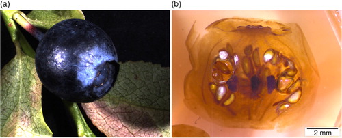 Fig. 2 Stereomicroscope images of fresh bilberry (a) and the cross-cut of freeze-dried, resin-embedded bilberry (b).