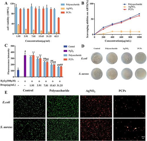 Figure 3 In vitro experiments of PCPs. (A) Toxicity of PCPs to L929 cells. (B) ABTS antioxidant test for PCPs. (C) PCPs for ROS scavenging assay at L929 cell level. **P < 0.01 and *P < 0.05 compared with normal groups (blue), ##P < 0.01 and #P < 0.05 compared with negative control (purple), n=3. (D) Antibacterial tablets. (E) Live/dead cell staining of cells treated with the difference samples.