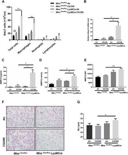 Figure 3 Mtorfl/fl-LysMCre mice display increased airway inflammation and MMP12 expression in response to CS exposure. (A) Mtorfl/fl-LysMCre mice and their Mtorfl/fl littermates (n=5–8 for each group) were exposed to CS for 12 weeks, and after 24h, the total inflammatory cells and the number of inflammatory cells in the BALF were measured. (B) Expression of the mRNA levels of Mmp12 in BALF cells was analyzed by quantitative PCR. (C and D) Protein levels and activity of MMP12 in the BALF were measured by ELISA and enzyme activities kit. (E) Quantified mean fluorescence intensity of MMP12. (F and G) Representative alveolar morphology of H&E staining or MLI scoring of mouse lungs exposed to air or CS for 24 weeks (n=10–12 for each group). Scale bar, 100mm. Data are presented as mean ± SEM of three independent experiments. *P<0.05, **P<0.01.