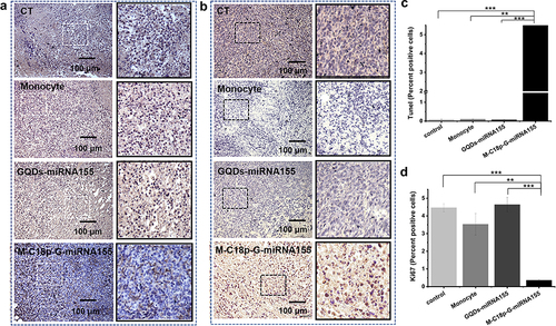 Figure 5 Immunohistochemistry analysis of tumor after treatment. Ki67 (a) and TUNEL (b) staining of tumor sections, respectively. (c) Detection of apoptotic cells in tumor sections. (d) Detection of proliferative cells in tumor sections. Data are shown as means ± SD (n ≥ 3). Significant differences: **p < 0.01, ***p < 0.001.