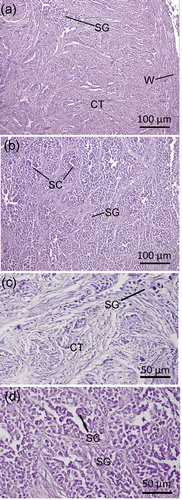 Figure 3. Histological characteristics of (a) and (с) the filiform gonads of the second specimen and (b) and (d) the normal testes of Antarctic toothfish. Abbreviations: CT—connective tissue, SG—spermatogonia, SC—primary spermatocyte, W—wall of the gonad.