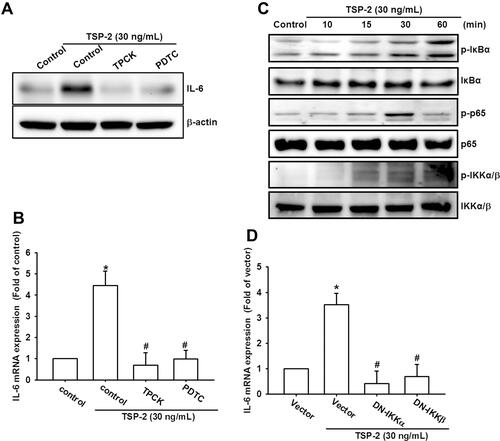 Figure 4 NF-κB is required for IL-6 production in response to TSP2 stimulation. (A and B) OASFs were incubated with PDTC (10 µM) or TPCK (10 µM) for 30 min, then stimulated with TSP2 (30 ng/mL) for 24 h. The expression levels of IL-6 in OASFs were examined by Western blot and qPCR assays. (C) OASFs were stimulated with TSP2 (30 ng/mL) for the various time courses; the phosphorylated forms of IKKα/β, IκBα, and p65 were monitored by Western blot analysis. (D) OASFs transfected with IKKα and IKKβ mutants were stimulated with TSP2 (30 ng/mL) for 24 h. IL-6 expression was investigated by qPCR. Results are expressed as the mean ± SD (n ≥ 5). *p < 0.05 compared with controls; #p < 0.05 compared with the TSP2-treated group.