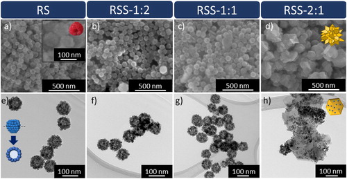 Figure 1. (a-d) SEM and (e-h) TEM images of the obtained samples: (a, e) RS, (b, f) RSS-1:2, (c, g) RSS-1:1, and (d, h) RSS-2:1.