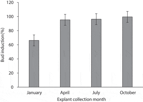 Figure 3. Bud induction rates in Acacia mangium × A. auriculiformis explants collected in different months