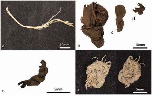 Figure 8. String fragments from CG1 made from plant fibres: (a) CG1/1 folded and knotted; (b) CG1/2 single ply knot; (c) CG1/3 two ply twist with folded end; (d) CG1/4 two ply twist; (e) CG1/5 two ply twist; and (f) CG1/6 overhand knot.