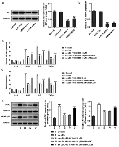 Figure 3. GPR39 alleviated ox-LDL-induced pro-inflammatory cytokine release in Raw 264.7 cells via inducing A20 expression. (a-b) Relative protein and mRNA expression of A20 after transfection of siRNA-A20-1 or siRNA-A20-2, detected by western blotting and RT-qPCR. ***P < 0.001 vs. siRNA-NC. (c-d) Relative levels of IL-10, IL-1β, IL-6 and TNF-α in ox-LDL-challenged macrophages in different treatment groups were detected by RT-qPCR and ELISA kits. (e) Relative protein expression of COX2 and p65 in ox-LDL-challenged macrophages in different treatment groups, detected by western blot assay. ***P < 0.001 vs. Control; ##P < 0.01, ###P < 0.001 vs. ox-LDL; ΔP<0.05, ΔΔΔP<0.001 vs. ox-LDL+TC-G 1008 μM+siRNA-NC