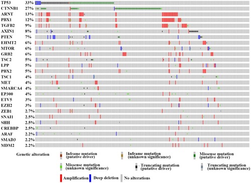Figure 1 The genetic alteration of the genes involved in the E-cadherin regulation process. We proceeded to the TCGA database and finally identified 26 genes which were frequently altered (>2%) in HCC.Notes: This figure is from the cBioPortal website (http://www.cbioportal.org/); TCGA data set. Cerami E, Gao J, Dogrusoz U, et al The cBio cancer genomics portal: an open platform for exploring multidimensional cancer genomics data. Cancer Discov. 2012;2(5):401–404.Citation51 Gao J, Aksoy BA, Dogrusoz U, et al. Integrative analysis of complex cancer genomics and clinical profiles using the cBioPortal. Sci Signal. 2013;6(269):pl1.Citation211