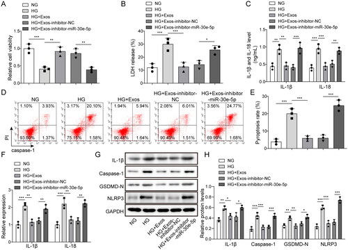 Figure 3. Effect of miR-30e-5p derived from BMSC-exos on pyroptosis. (A) The MTT assay was used to measure cell viability; (B) the LDH release assay was used to measure cytotoxicity; (C) IL-1β and IL-18 levels were measured by ELISA; (D, E) Pyroptosis levels as detected by flow cytometry; (F) IL-1β and IL-18 expression as measured by qRT-PCR; (G, H) IL-1β, caspase-1, GSDMD-N, and NLRP3 expression measured by western blot analysis. Three independent replications were performed. *p < .05, **p < .01, and ***p < .001.